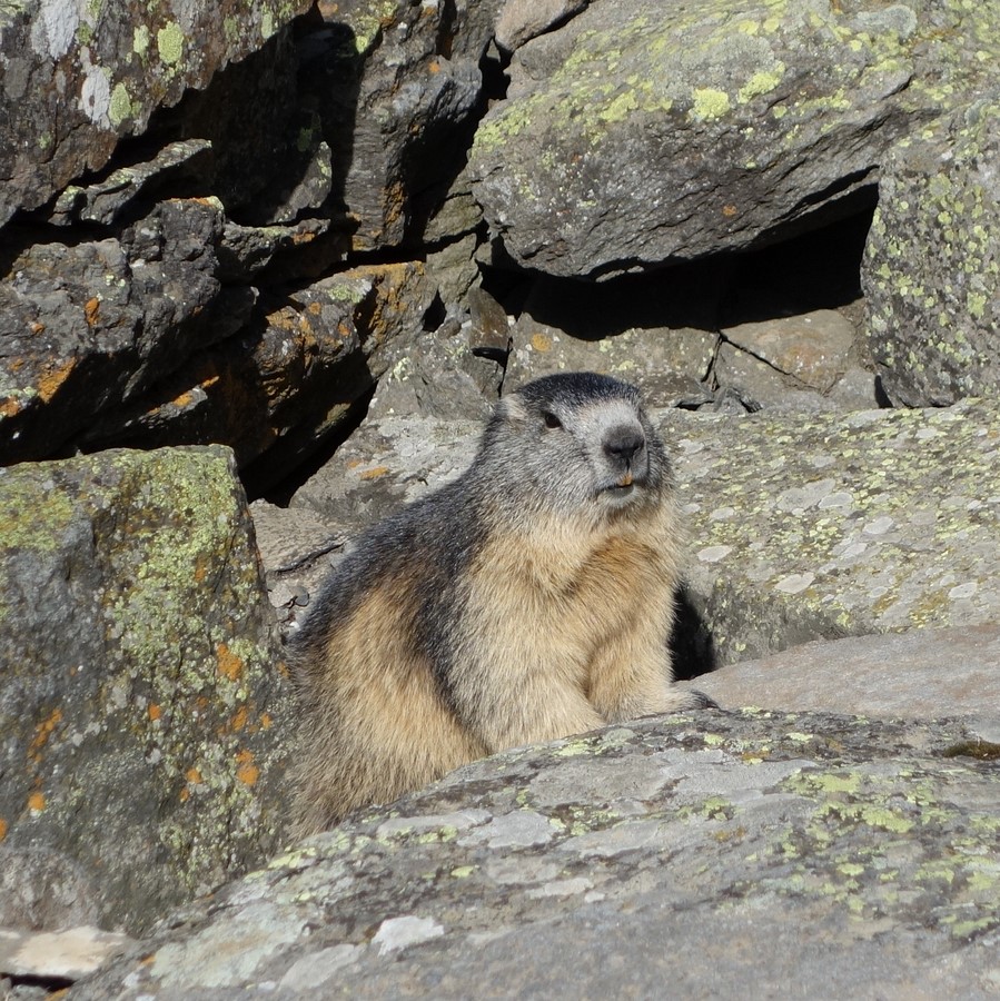 Marmotte - © C. Rau 2015