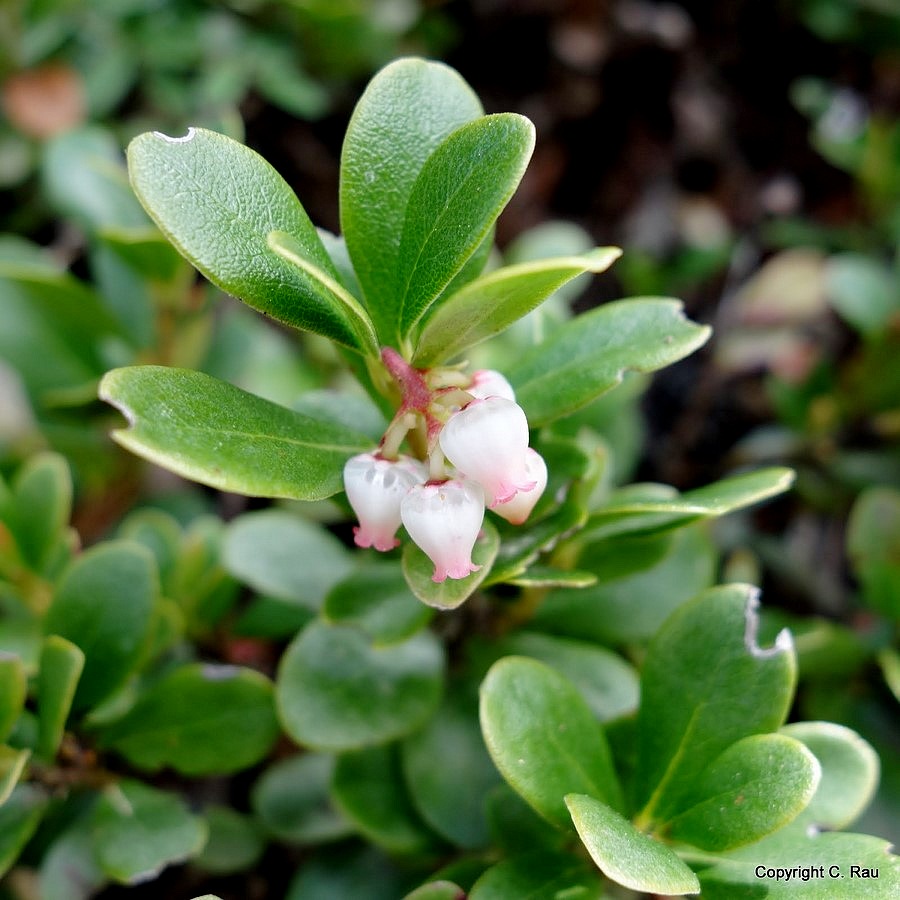 Fleurs de myrtilles, juin 2016 - © C. Rau