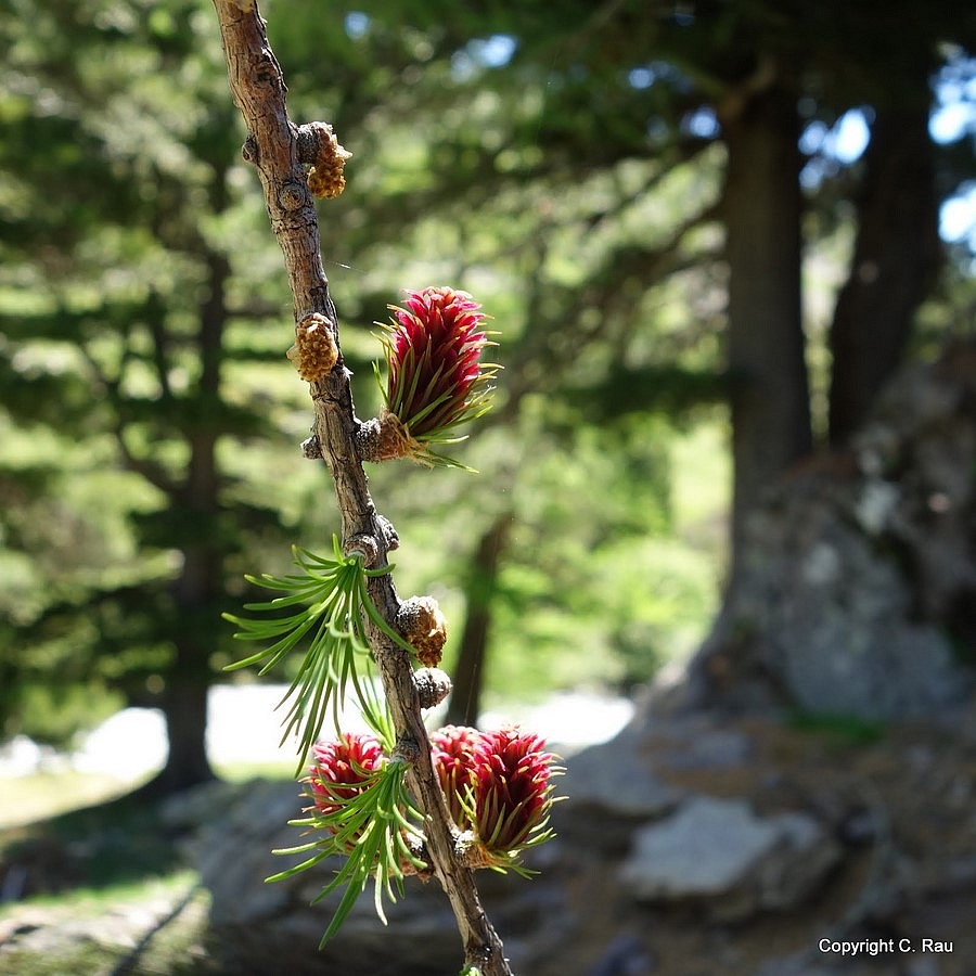 Fleurs de mélèze vers Fontcouverte, juin 2016 - © C. Rau