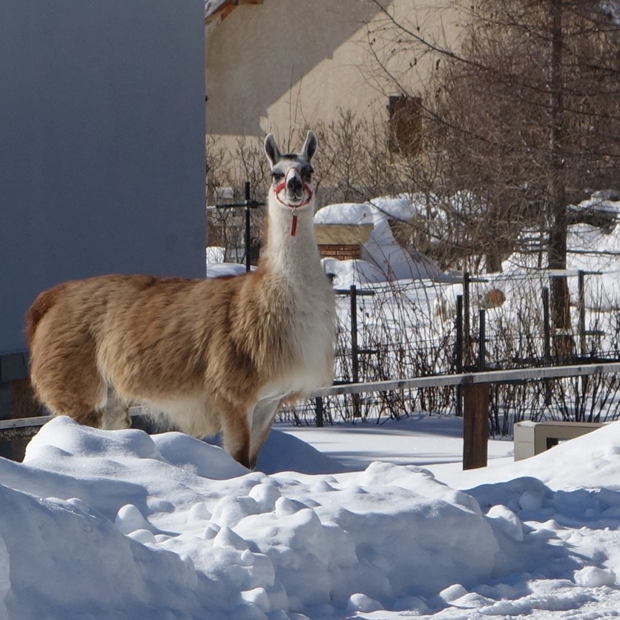 Lama de la "Joie de Vivre" à Névache (Sallé) - février 2017 - C. R.