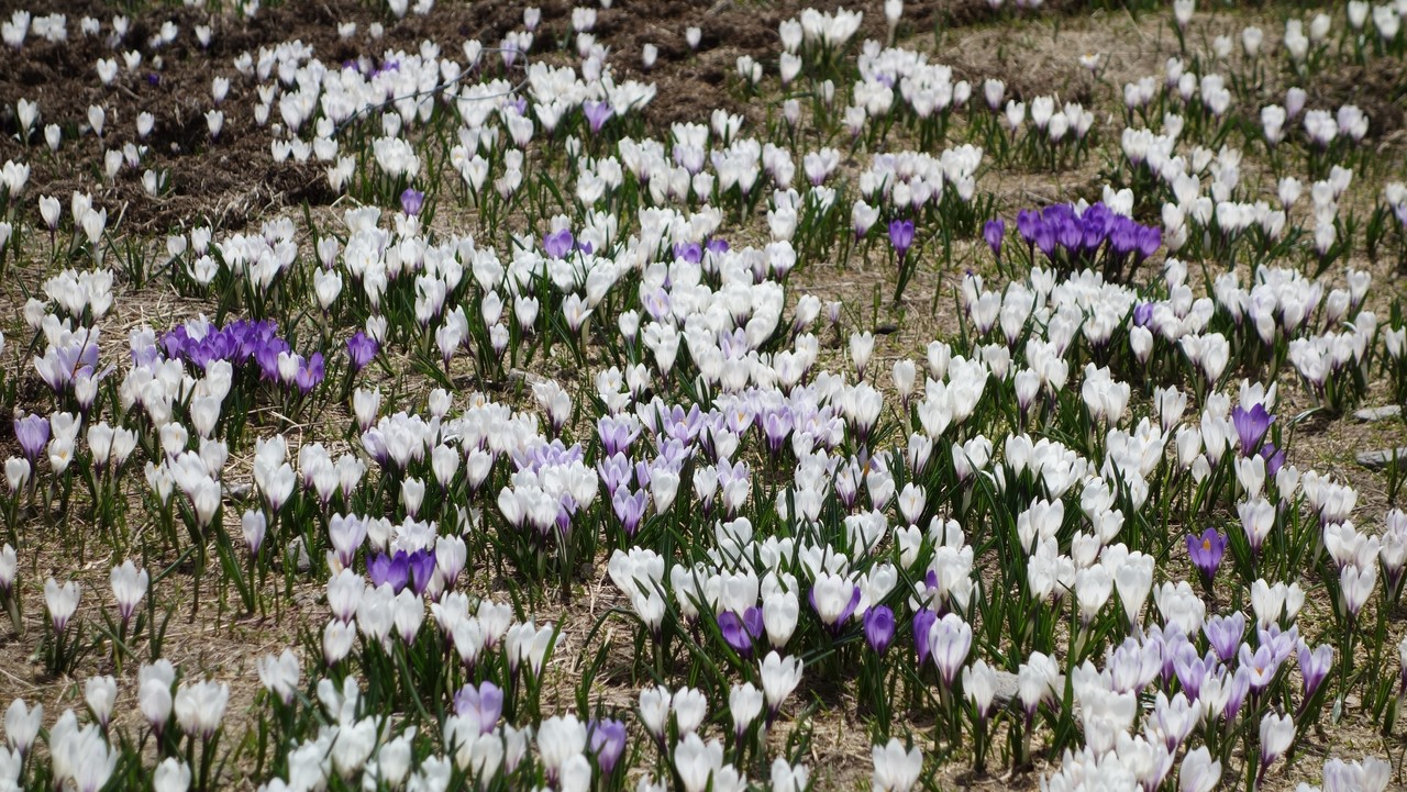 Crocus vers les Drayères, fin mai 2017 - © Christian Rau