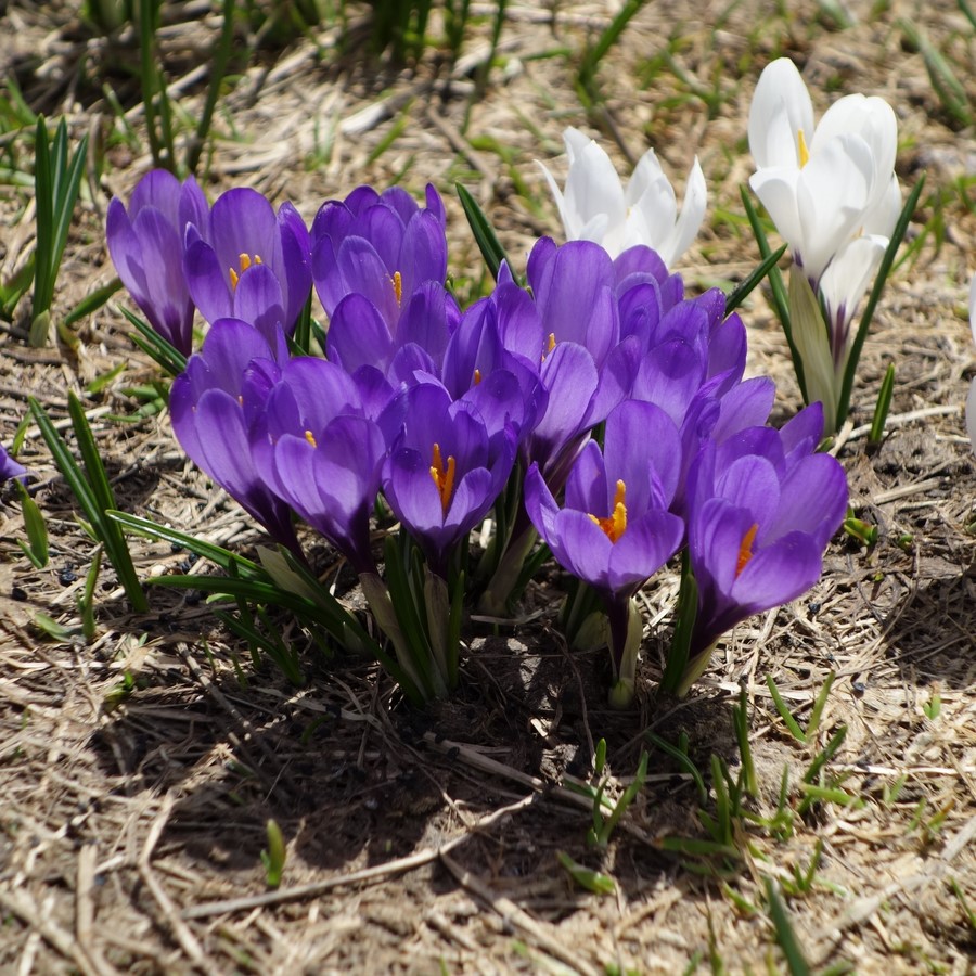 Crocus vers les Drayères, mai 2017 - © Christian Rau