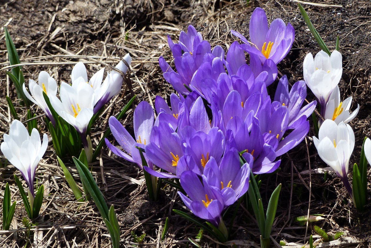 Crocus vers les Drayères, mai 2017 - © Christian Rau