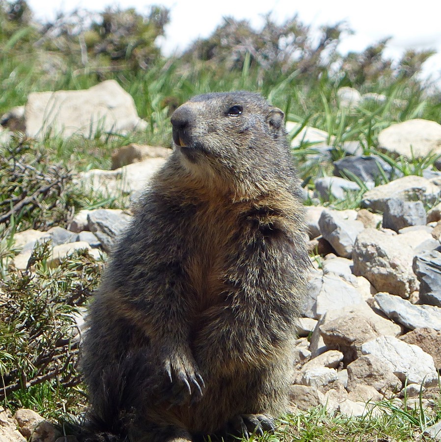 Marmotte - © C. Rau 2017