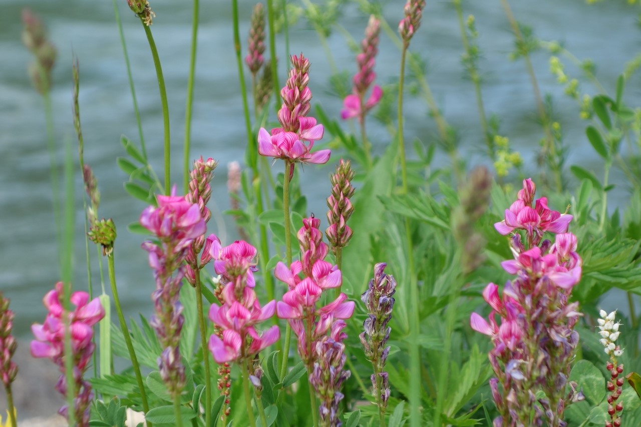Sainfoin devant la Clarée - © C. Rau 2017