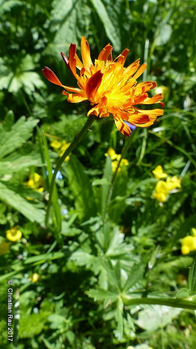 Crepide (crepis asteraceae) ? juin 2017 - C. Rau