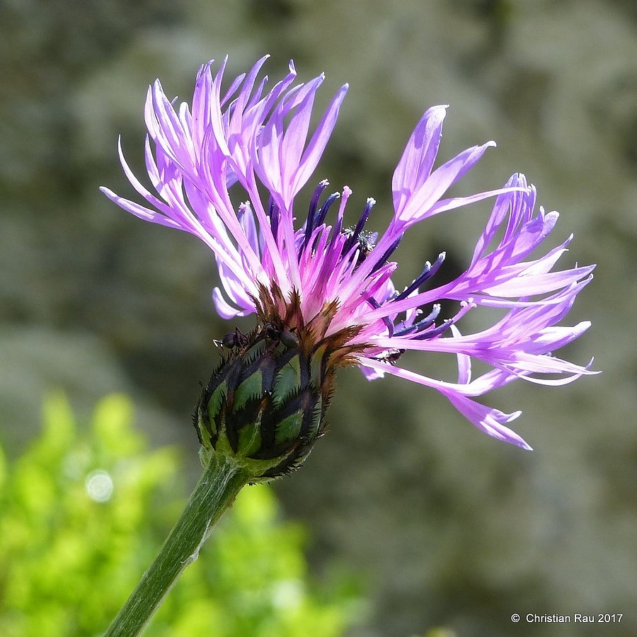 Bleuet vivace (asteraceae) - juin 2017 - © C. Rau