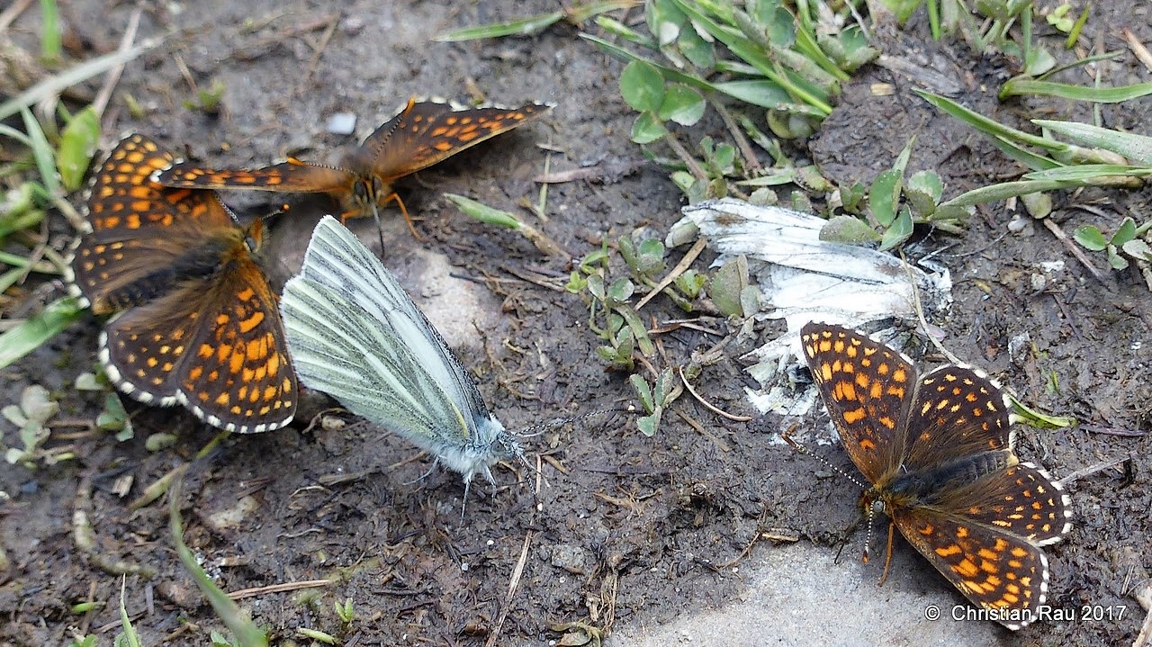 Papillons sur le sentier, juin 2017 - © C. Rau