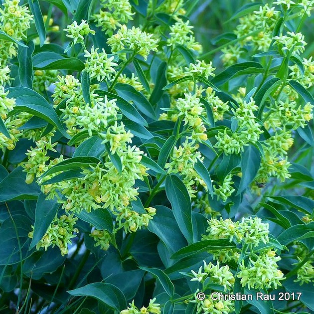 Dompte venin, apocynaceae, en juin 2017 - © C. Rau