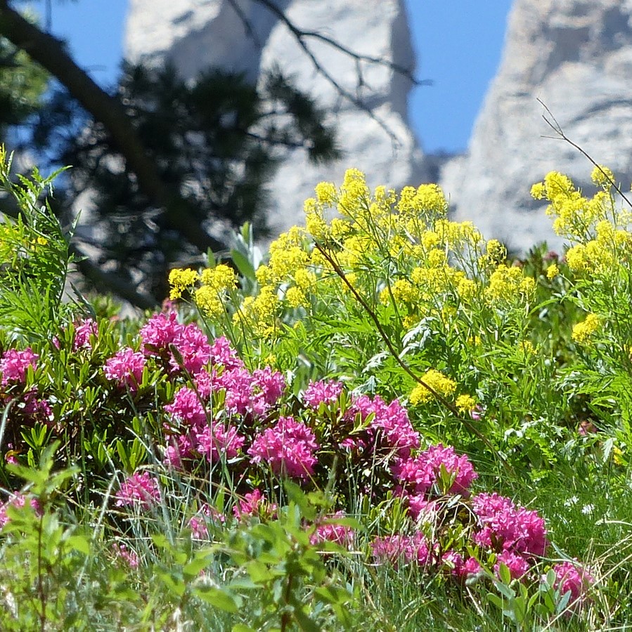 Rhododendrons sous la Main de Crépin - © C. Rau, 2017