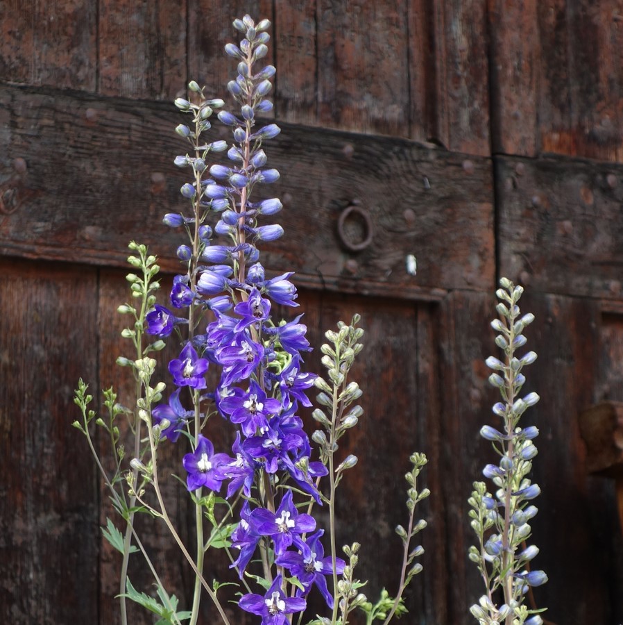 Delphiniums - © C. Rau 2017