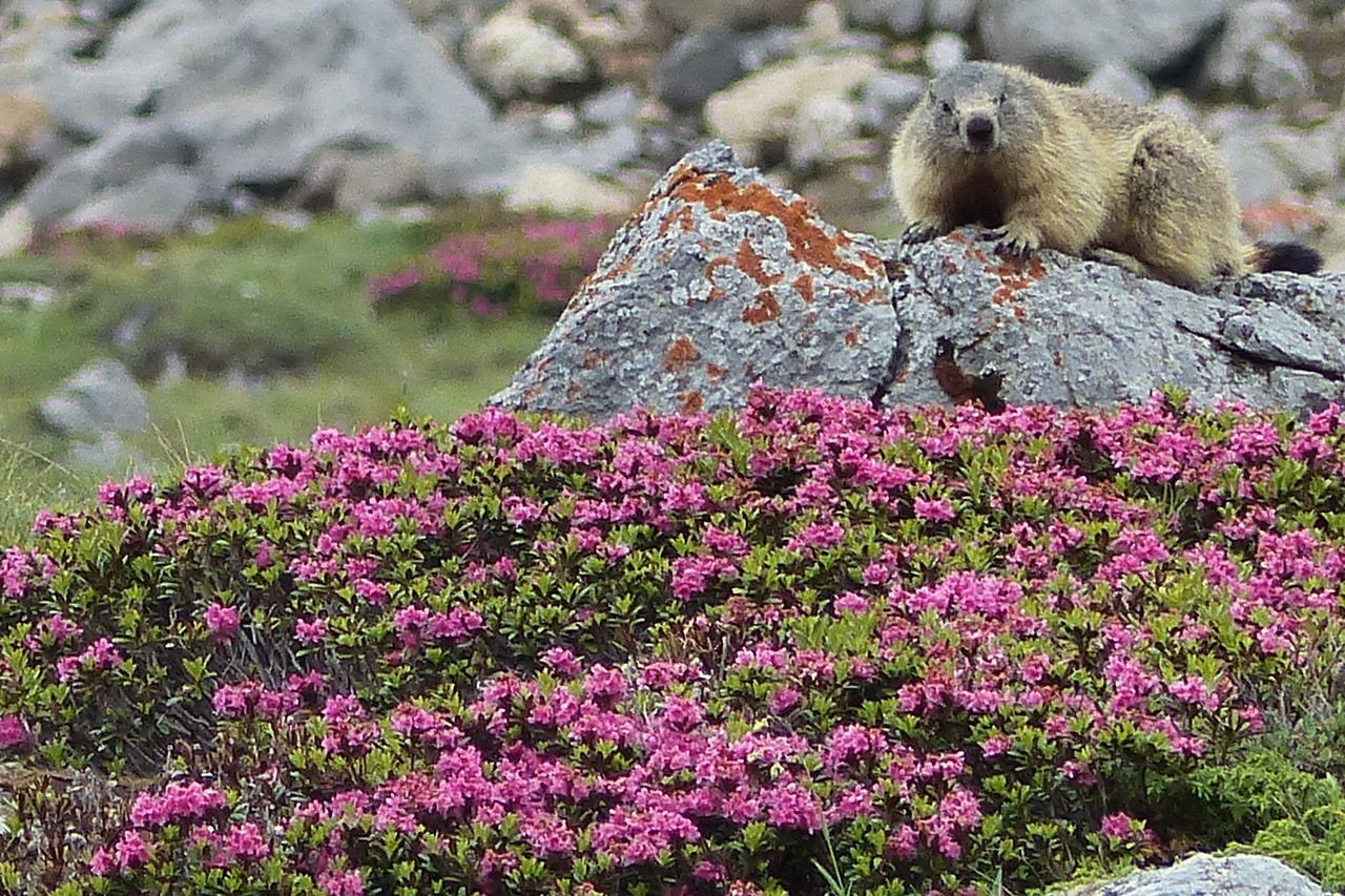 Marmotte au-dessus d'un masif de rhododendrons - © C. Rau, juin 2017