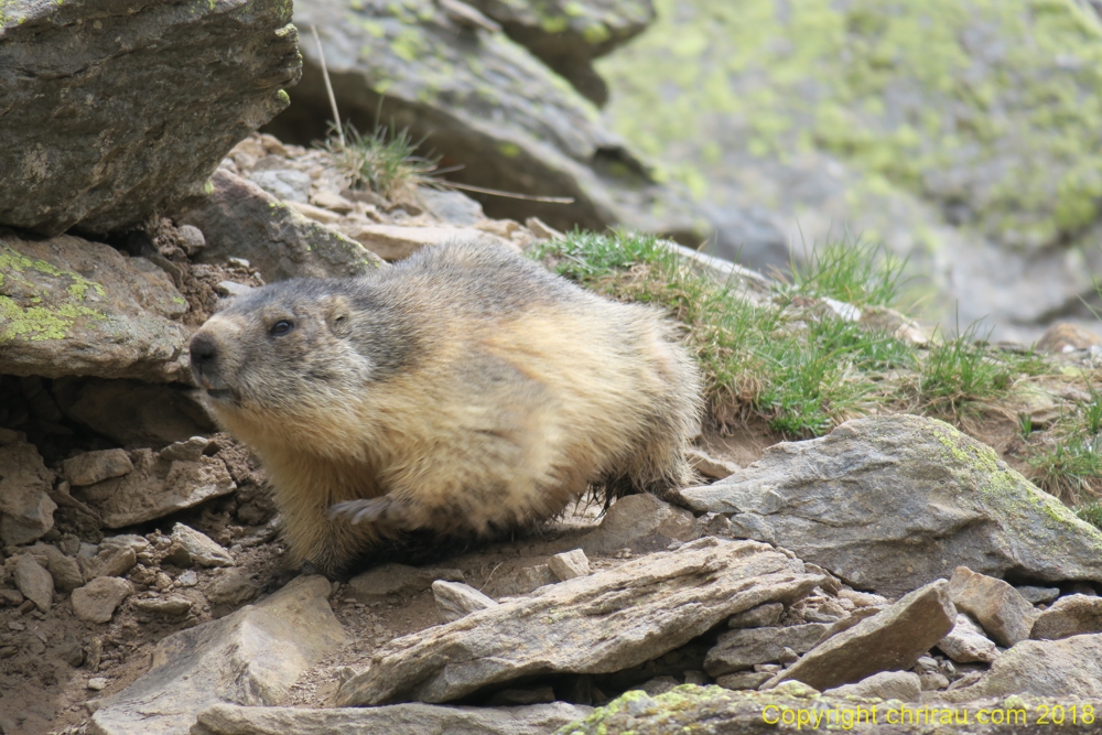 Marmotte à Laval, C. Rau 05/2018