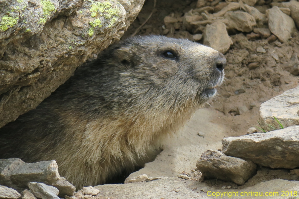 Marmotte à Laval, C. Rau 05/2018