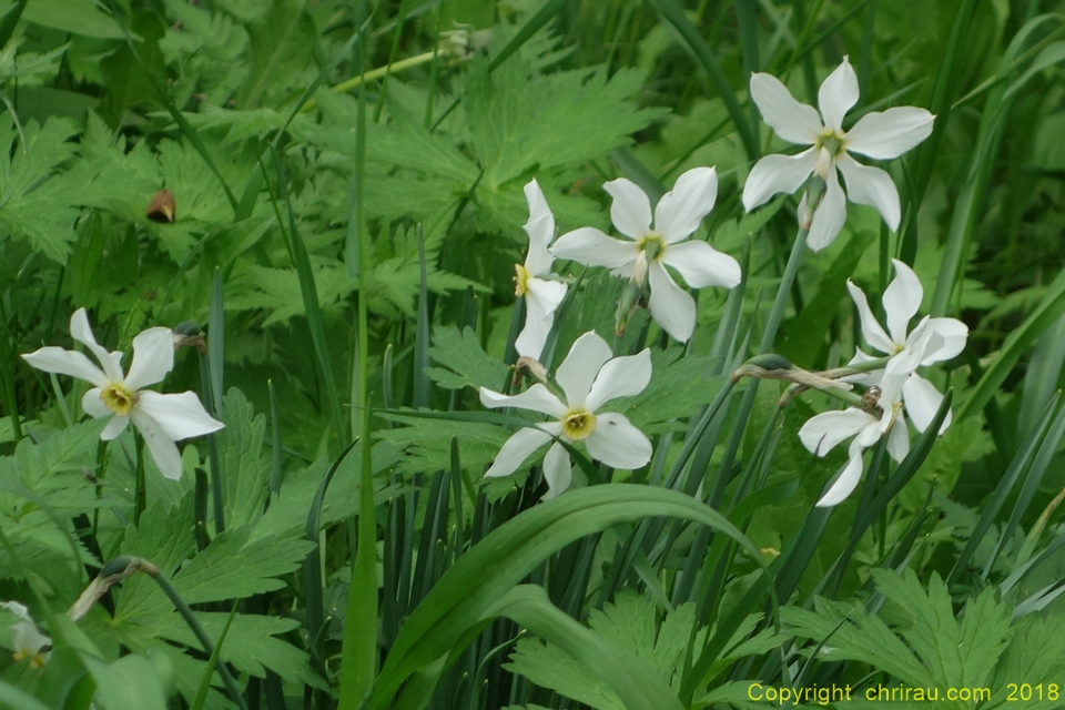 Narcisses dans les prés... C. Rau - juin 2018