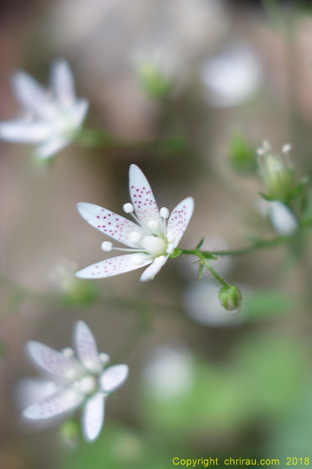 Saxifrage à feuilles rondes - C. Rau - juin 2018