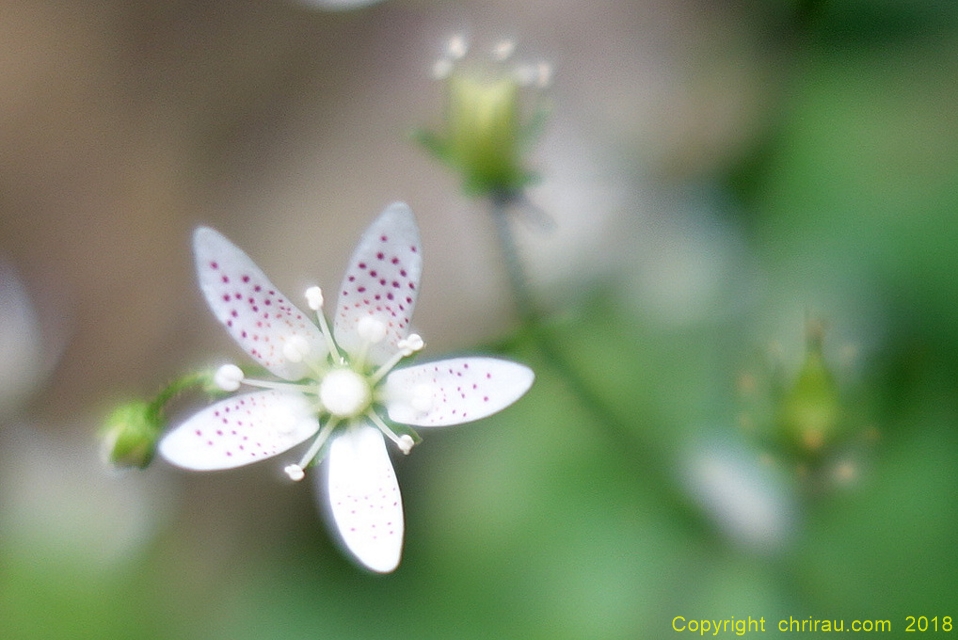 Saxifrage à feuilles rondes - C. Rau - juin 2018