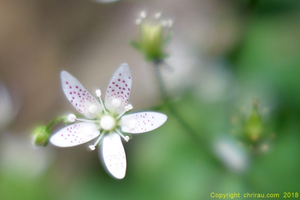 Saxifrage à feuilles rondes - C. Rau - juin 2018