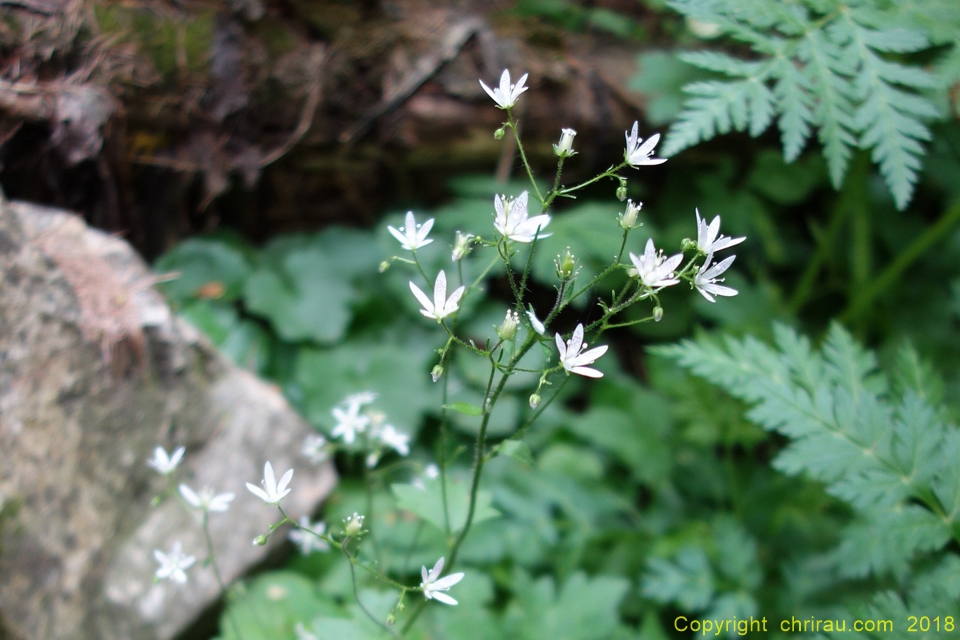 Saxifrage à feuilles rondes - C. Rau - juin 2018