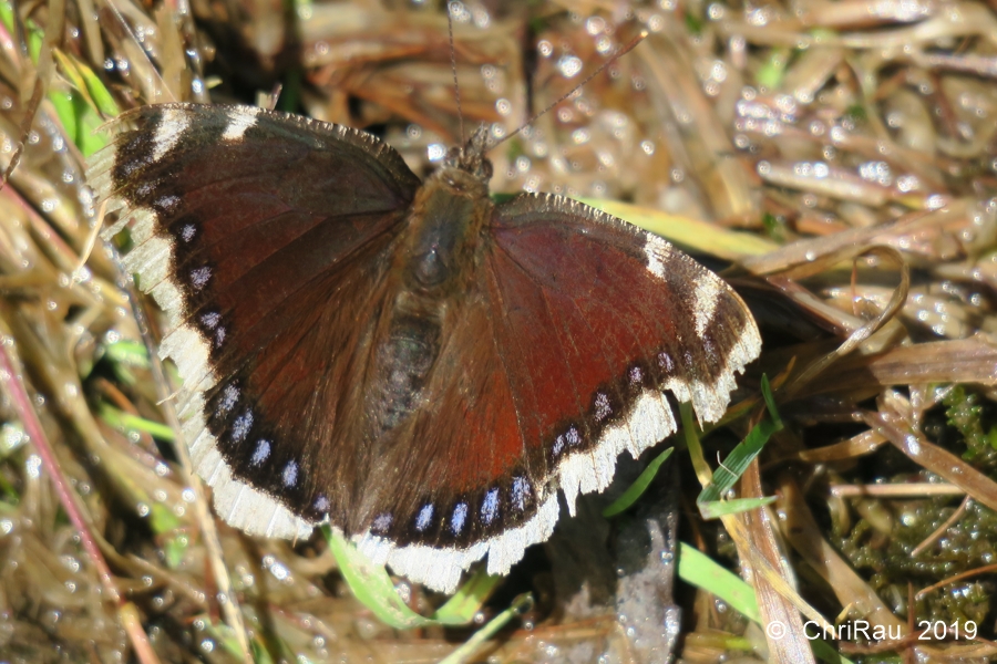 Le Morio Nymphalis antiopa boit la sève des arbres blessés - © Christian Rau 2019-06