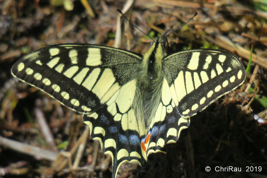 Machaon (Grand porte-queue) - © Christian Rau 2019-06