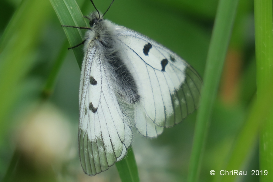 Semi-Apollon - © Christian Rau 2019-06