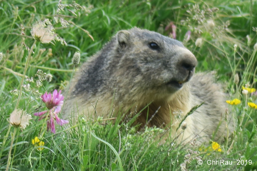 Marmotte du Chardonnet - © C. Rau 2019-07