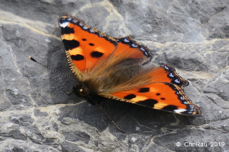 Petite tortue au Queyrellin - © C. Rau 2019-07