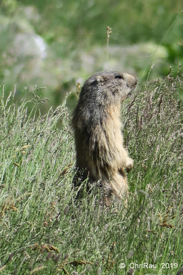 Marmotte guetteuse à Laval - © C. Rau 2019-07