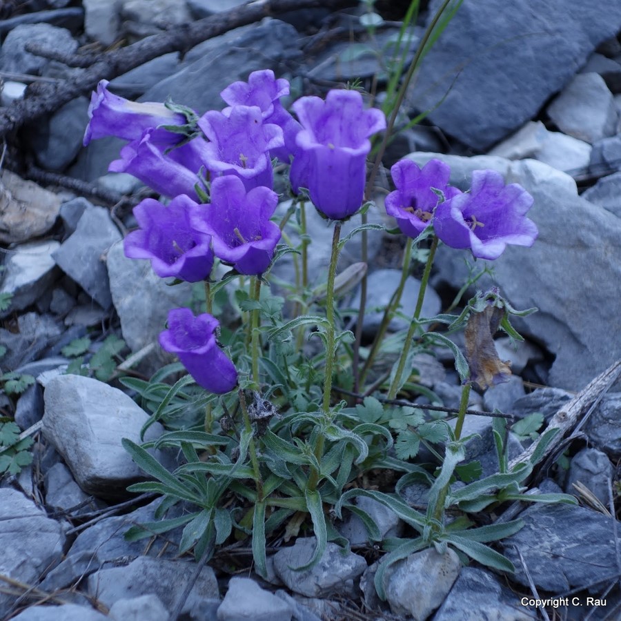 Campanules - C. Rau - Juin 2016