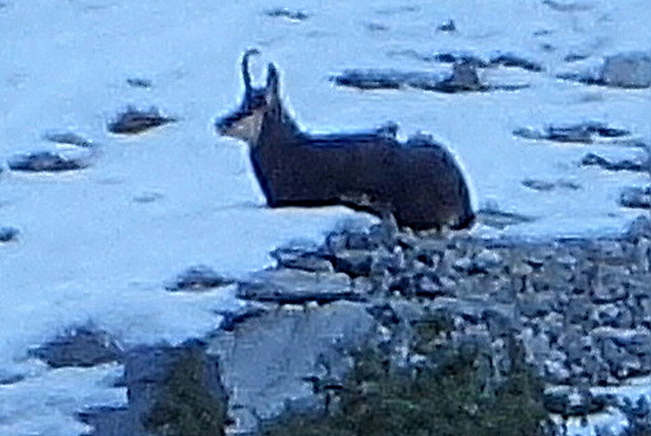 Chamois du Vallon - décembre 2016