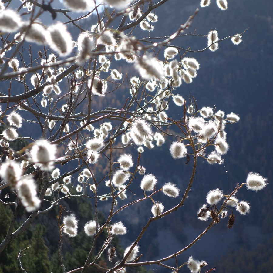 Chatons de saules au Vallon, © C. Rau 2014