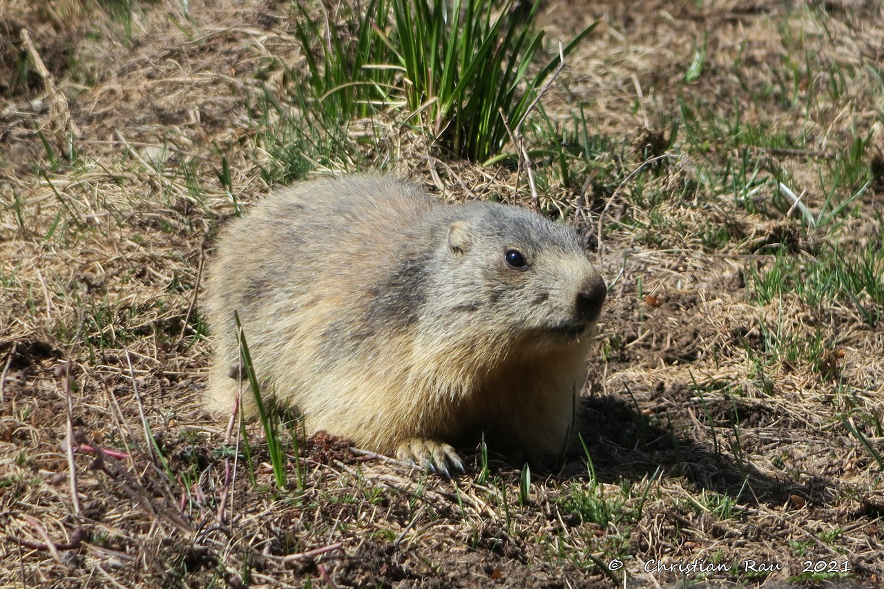 Marmotte vers Sainte-Anne   ©  C. Rau   2021