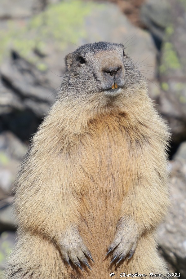 Marmotte vers Fontcouverte   ©  C. Rau   2021
