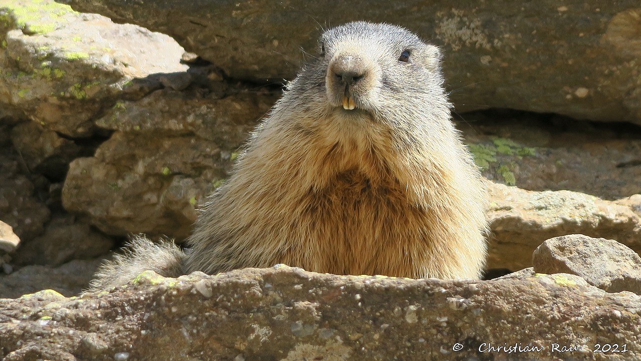 Marmotte observatrice, à Laval   ©  C. Rau   2021