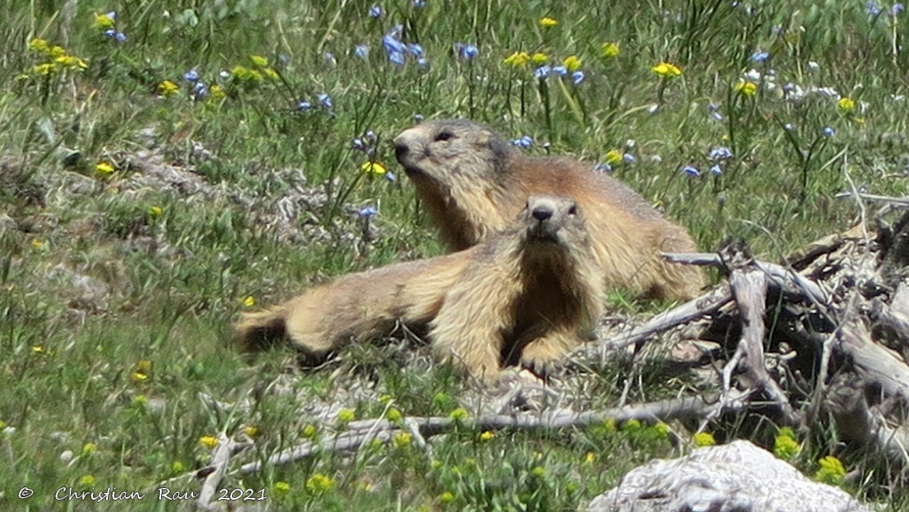 Marmottes joueuses aux Acles   ©  C. Rau   2021