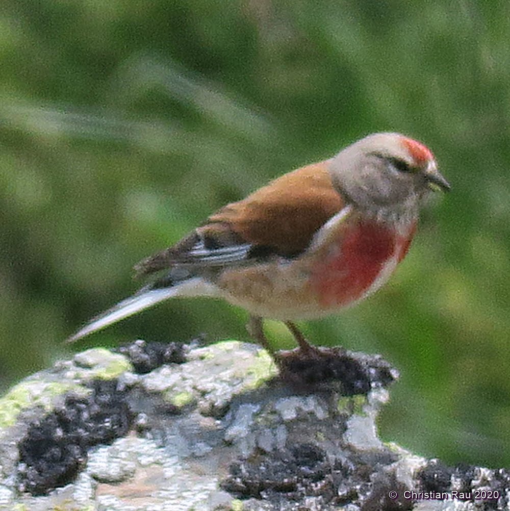Linotte mélodieuse de la Haute vallée    ©  C. Rau   printemps 2020