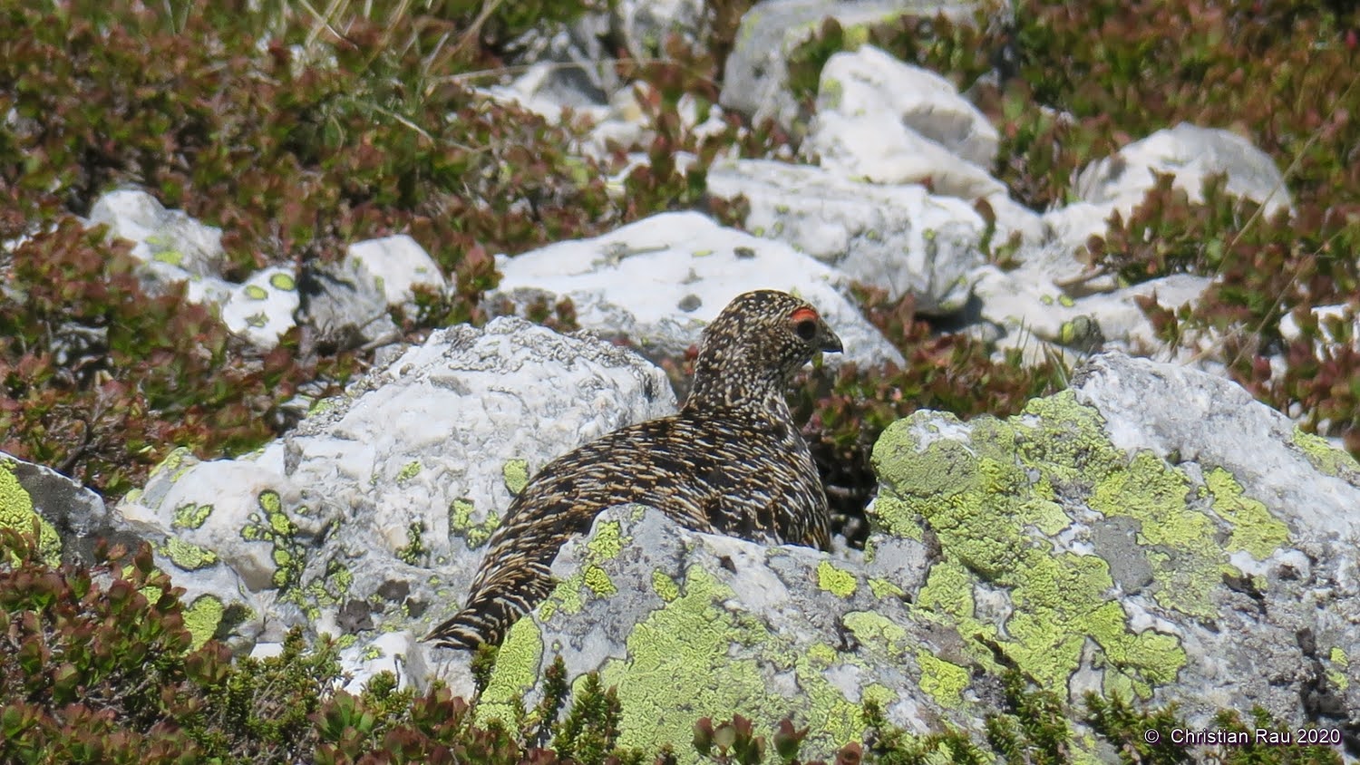 Lagopède alpin dans sa tenue printanière - Vallée Etroite © C. Rau 2021 Lagopède alpin dans sa tenue printanière - Vallée Etroite © C. Rau 2021