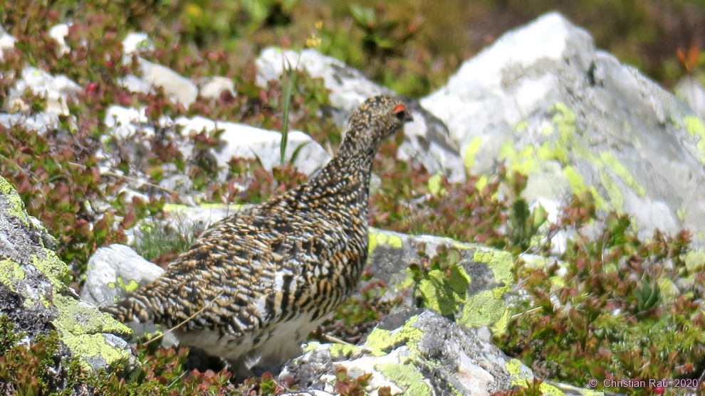 Lagopède alpin dans sa tenue printanière - Vallée Etroite Lagopède alpin dans sa tenue printanière - Vallée Etroite