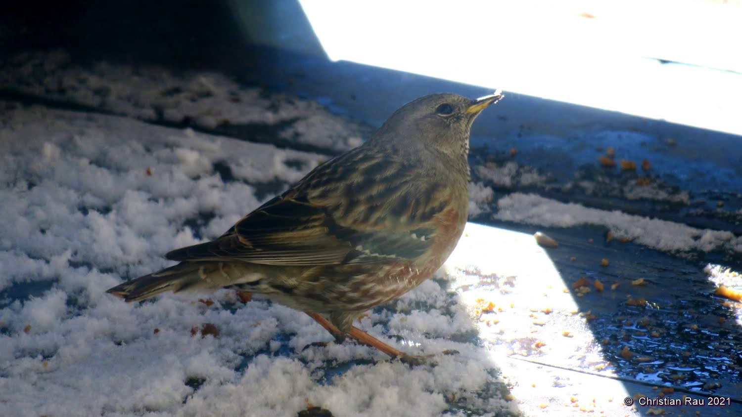 Accenteur alpin sur notre balcon © C. Rau 2021 Accenteur alpin sur notre balcon © C. Rau 2021
