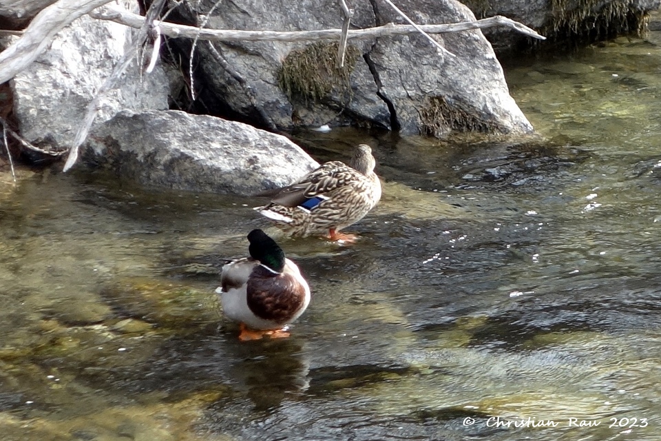Couple de colverts dans la Clarée - ©  C. Rau  février 2023