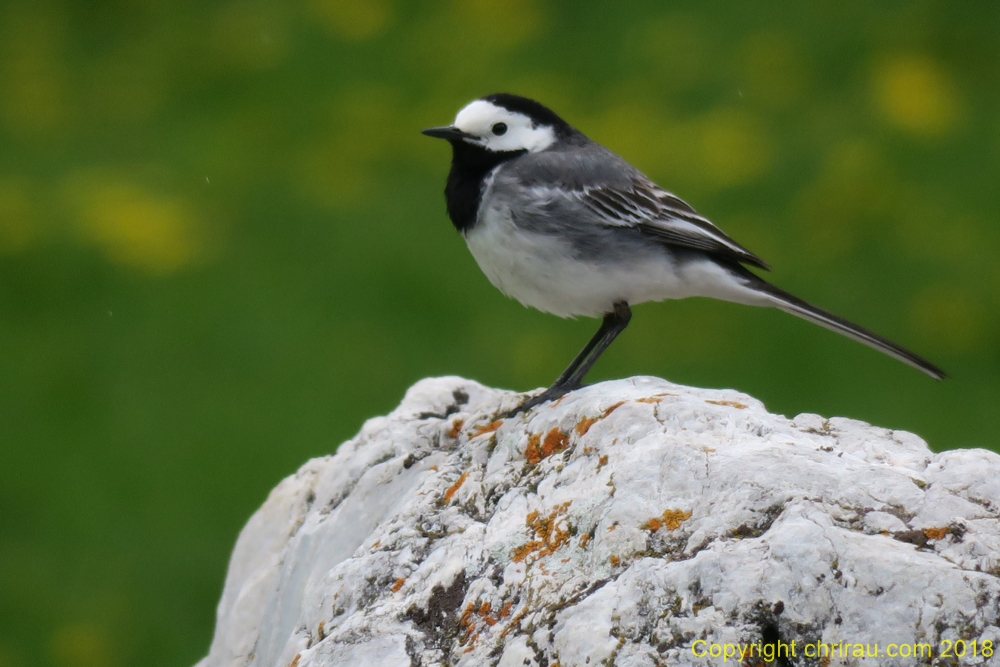 Bergeronnette grise au Roubion - C. Rau 05/2018 Bergeronnette grise au Roubion - C. Rau 05/2018