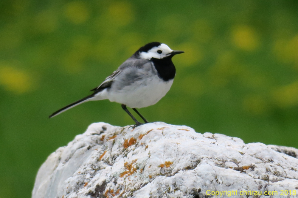 Bergeronnette grise au Roubion - C. Rau 05/2018 Bergeronnette grise au Roubion - C. Rau 05/2018