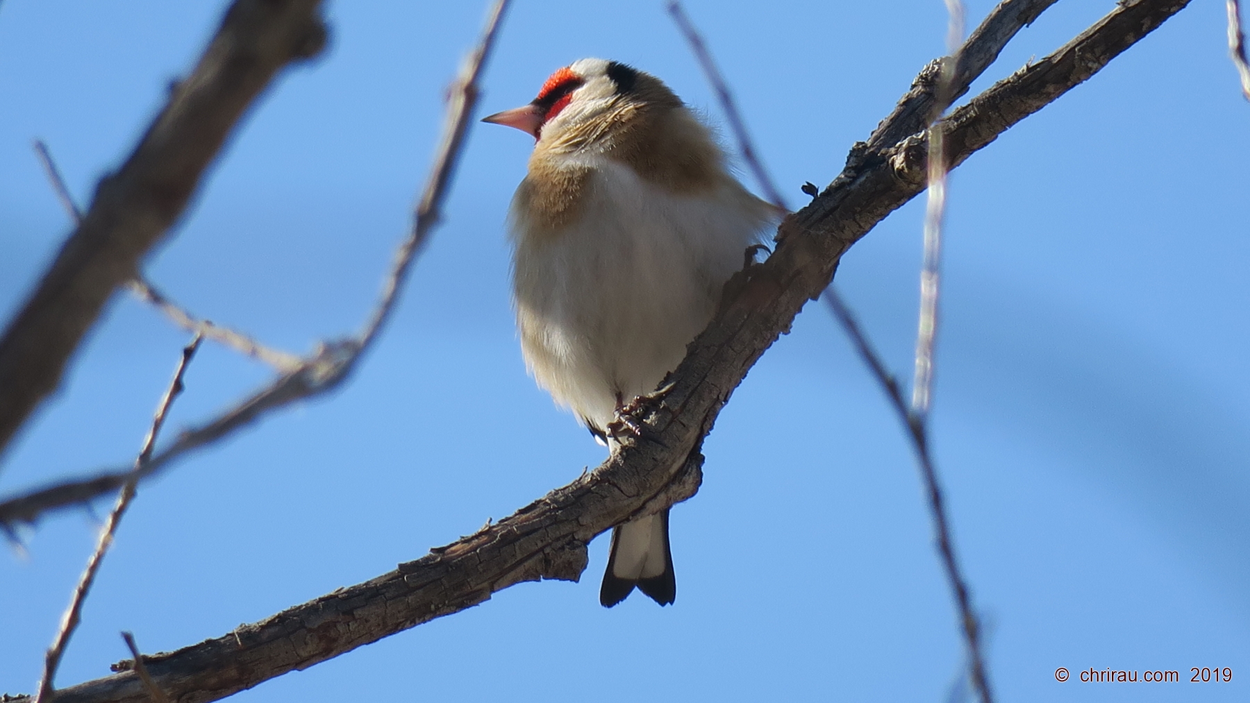 Chardonneret élégant, aux Iscles - mars 2019 Chardonneret élégant, aux Iscles - mars 2019