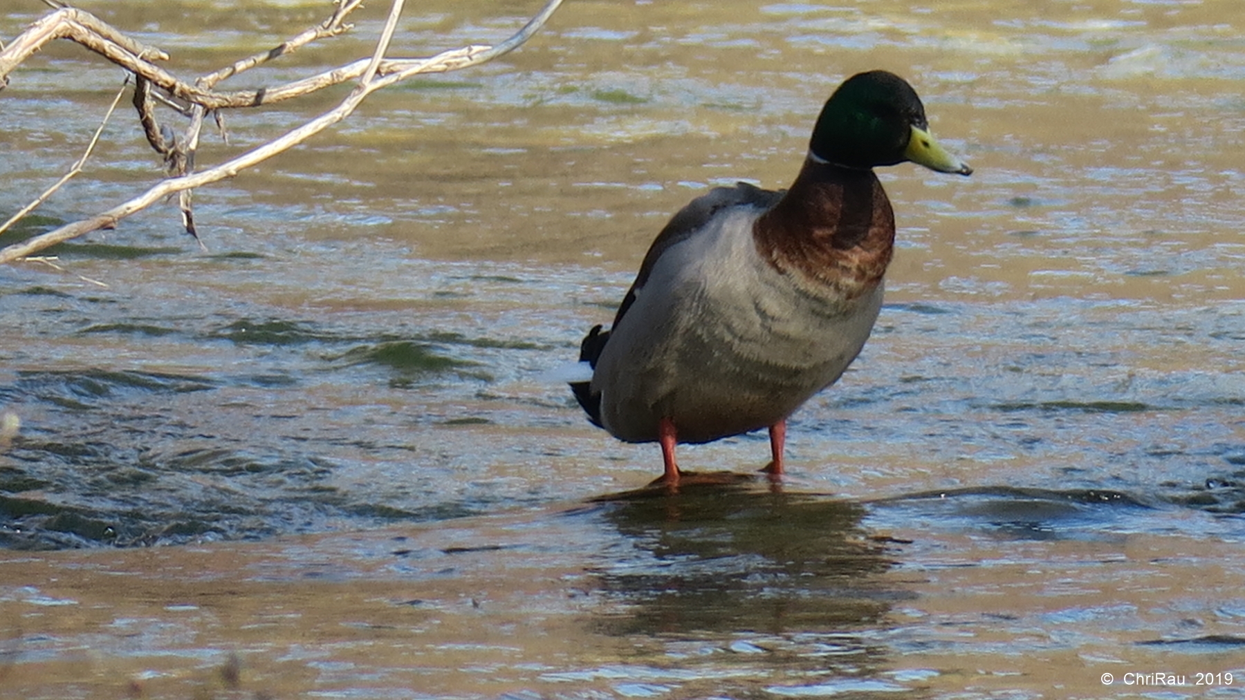 Baignade dans la Clarée ! - mars 2019 Baignade dans la Clarée ! - mars 2019