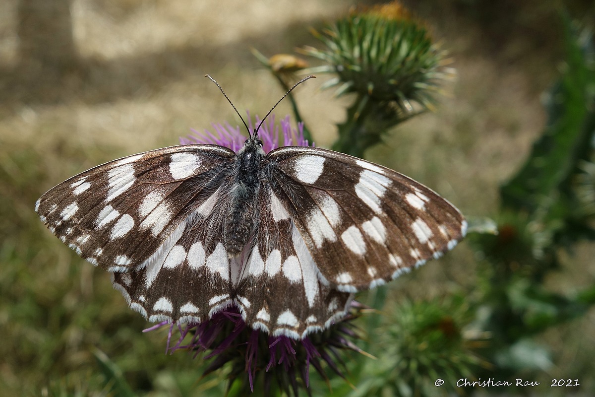 Papillon Demi-deuil   ©  Christian Rau  2021