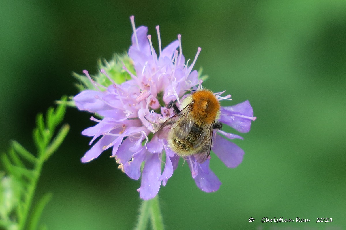 Bourdon des champs   ©  Christian Rau  2021
