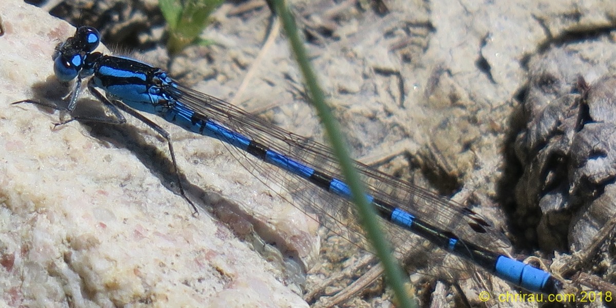 Agrion porte-coupe - ©  Christian Rau  , juillet 2018