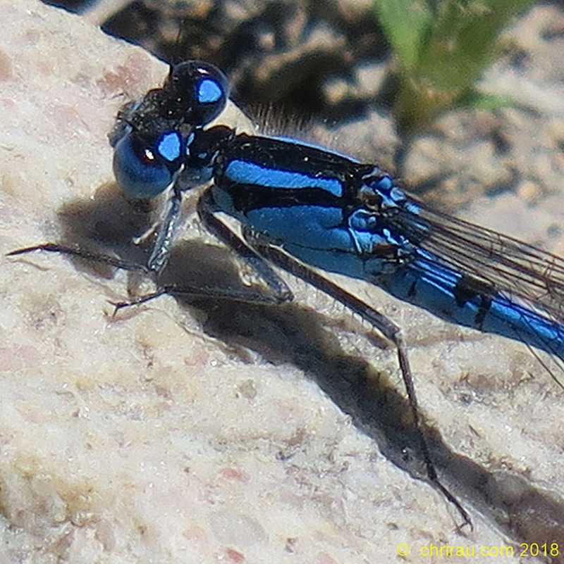 Agrion porte-coupe - ©  Christian Rau  , juillet 2018