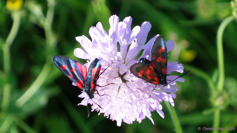 Les zygènes  se rencontrent à plusieurs (parfois 4 ou 5 !) sur les plantes qui l'accueillent   ©  Christian Rau   juillet 2020